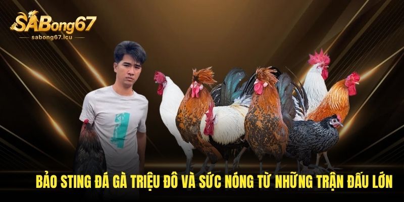 Bảo Sting Đá Gà - Cao Thủ Nổi Bật Trong Làng Gà Chọi Sabong67
