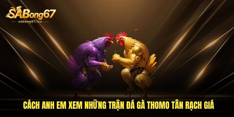 Cách anh em xem những trận đá gà Thomo Tân Rạch Giá