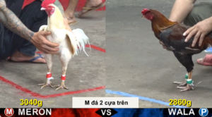 Full clip da ga truc tiep CPC5 Thomo ngay 06 08 2026