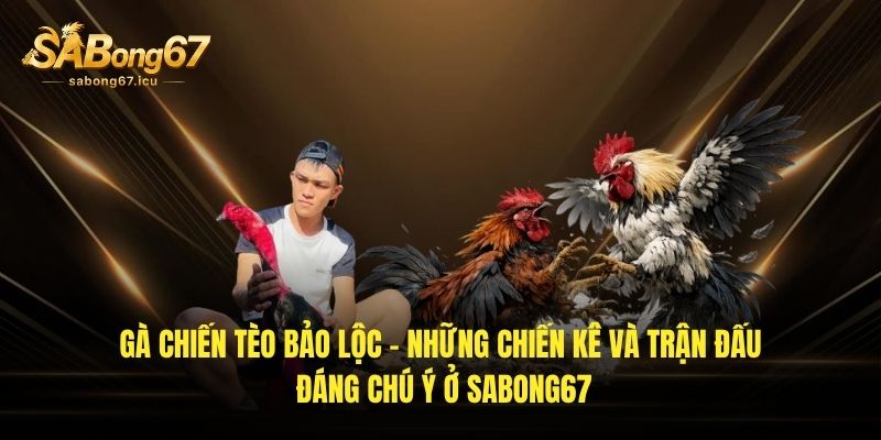 Gà Chiến Tèo Bảo Lộc – Những Chiến Kê Đáng Chú Ý Ở Sabong67