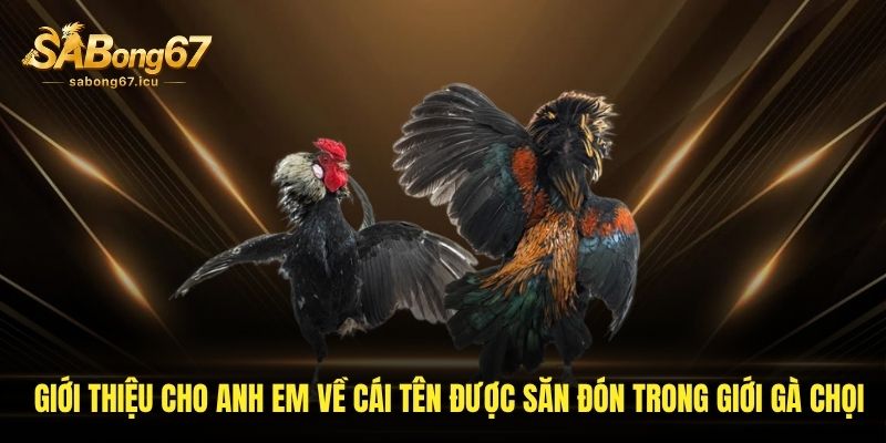 Giới thiệu cho anh em về cái tên được săn đón trong giới gà chọi