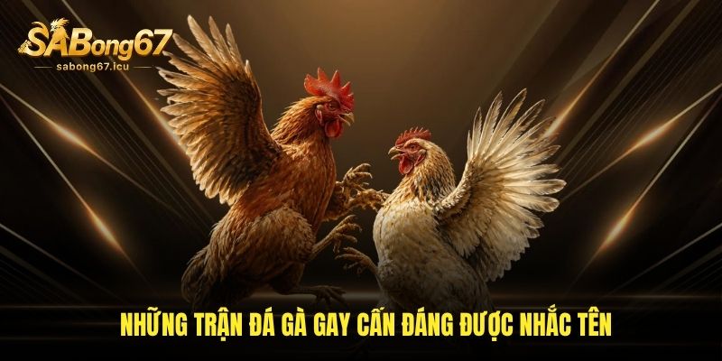 Những trận đá gà gay cấn đáng được nhắc tên