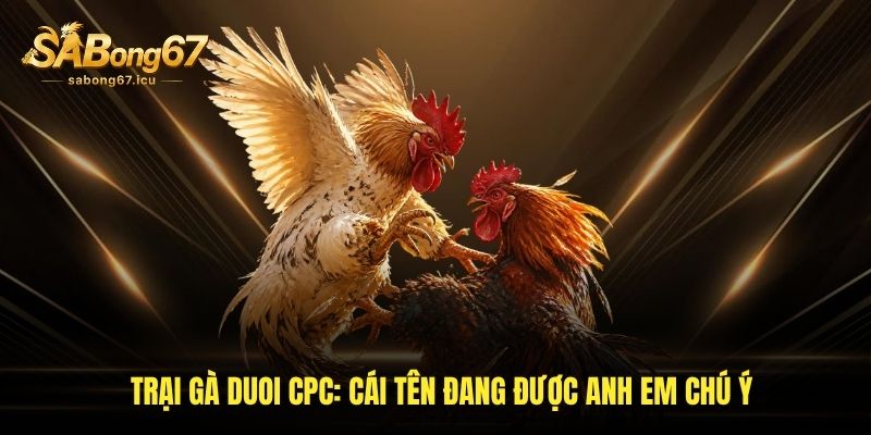 Trại Gà Duoi CPC – Cái Tên Đang Được Anh Em Chú Ý Tại Sabong67
