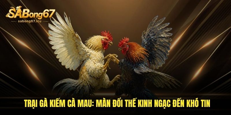 Trại Gà Kiếm Cà Mau - Những Trận Đá Gà Đang Chờ Đón T8/2026