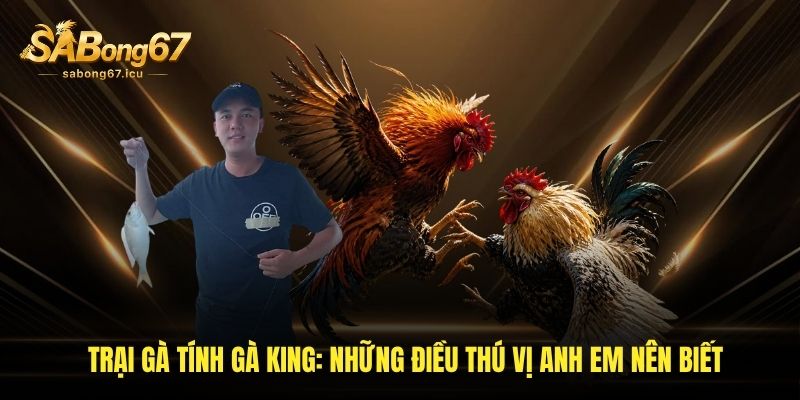 Trại Gà Tính Gà King – Hành Trình Tạo Tiếng Vang Tại Sabong67