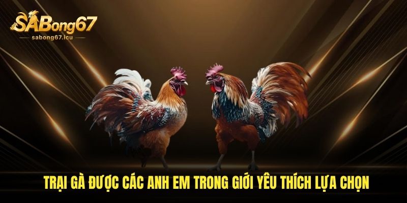 Trại gà được các anh em trong giới yêu thích lựa chọn