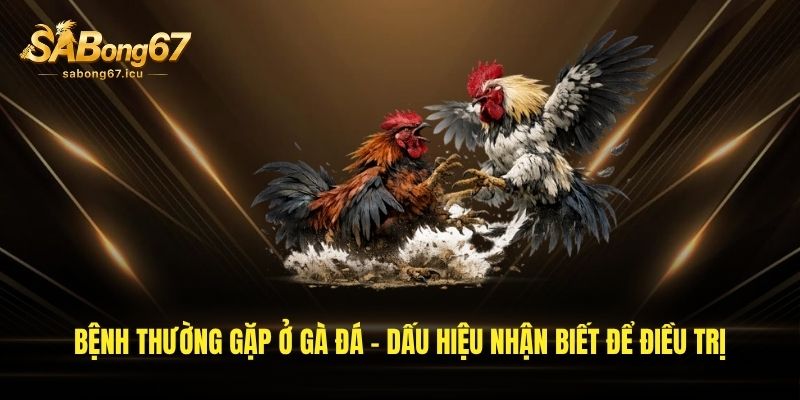 Bệnh Thường Gặp Ở Gà Đá - Dấu Hiệu Nhận Biết Để Điều Trị 1 benh thuong gap o ga da dau hieu nhan biet de dieu tri