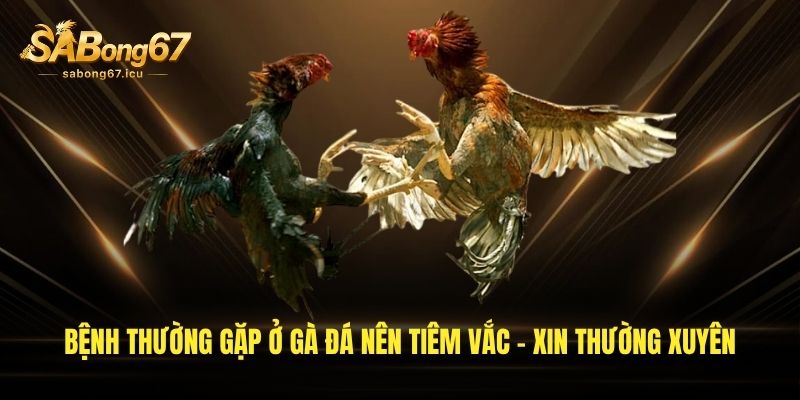 Bệnh thường gặp ở gà đá nên tiêm vắc - xin thường xuyên Bệnh thường gặp ở gà đá nên tiêm vắc - xin thường xuyên