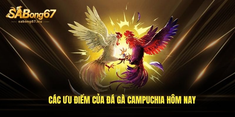 Các ưu điểm của đá gà Campuchia hôm nay