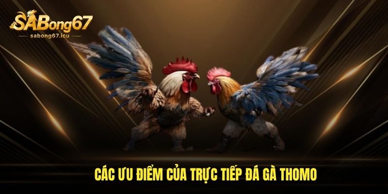 Các ưu điểm của trực tiếp đá gà Thomo Các ưu điểm của trực tiếp đá gà Thomo
