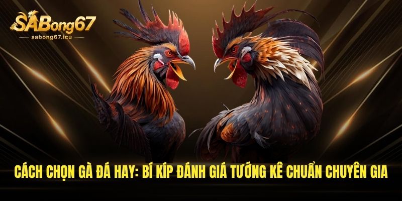 cach chon ga da hay bi kip danh gia tuong ke chuan chuyen gia