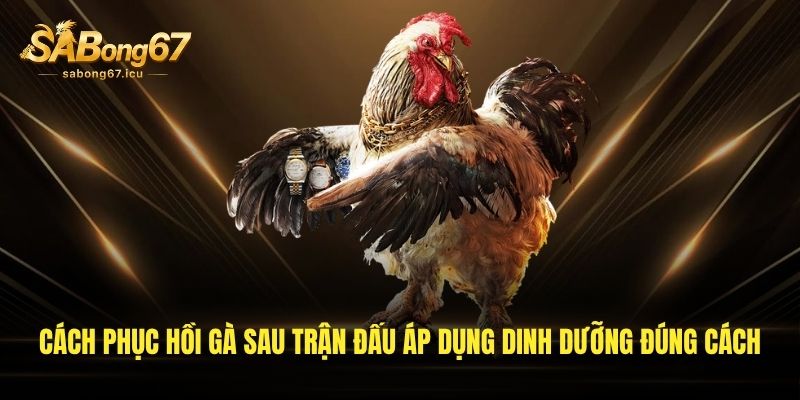 Cách phục hồi gà sau trận đấu áp dụng dinh dưỡng đúng cách