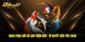cach phuc hoi ga sau tran dau bi quyet sieu toc 2026