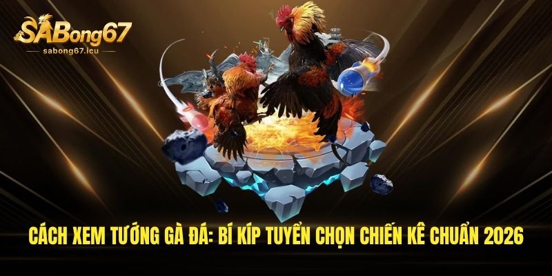 cach xem tuong ga da bi kip tuyen chon chien ke chuan 2026 1