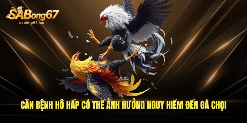 Căn bệnh hô hấp có thể ảnh hưởng nguy hiểm đến gà chọi Căn bệnh hô hấp có thể ảnh hưởng nguy hiểm đến gà chọi