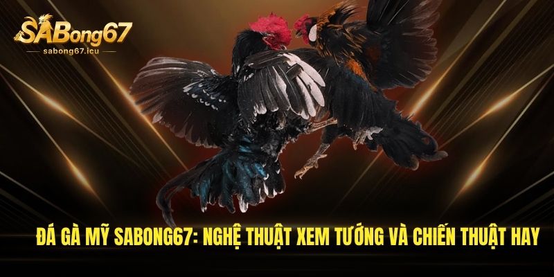 Đá Gà Mỹ Sabong67: Nghệ Thuật Xem Tướng Và Chiến Thuật Hay 1 da ga my sabong67 nghe thuat xem tuong va chien thuat hay 1