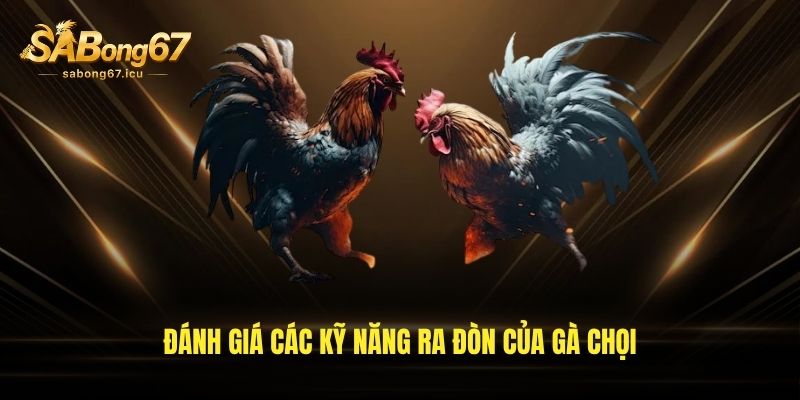 Đánh giá các kỹ năng ra đòn của gà chọi