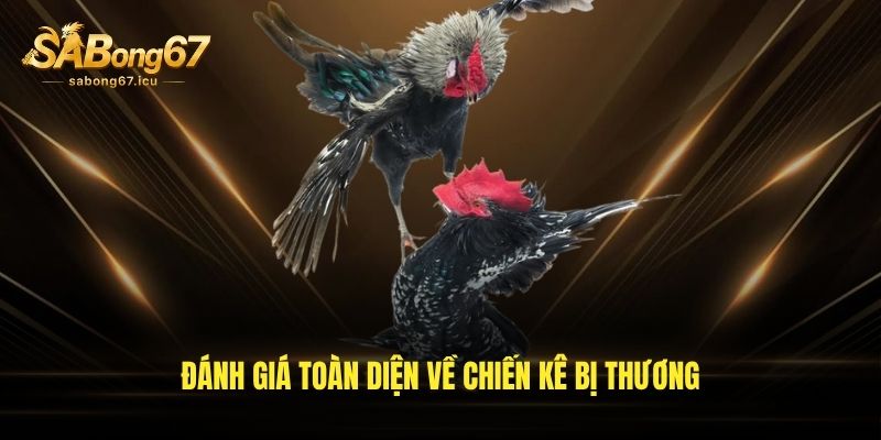 Đánh giá toàn diện về chiến kê bị thương