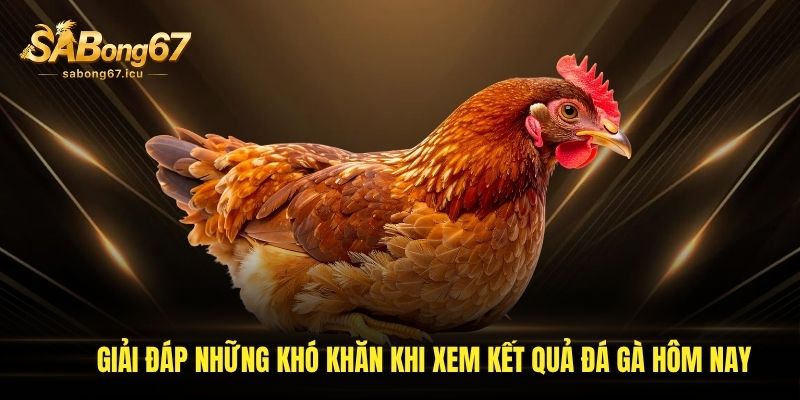 Giải đáp những khó khăn khi xem kết quả đá gà hôm nay