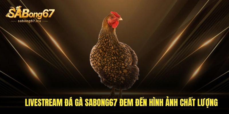 Livestream đá gà Sabong67 đem đến hình ảnh chất lượng