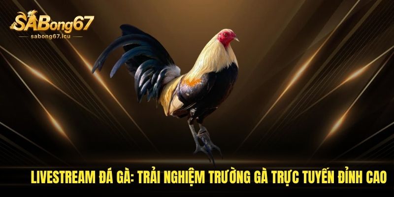 livestream da ga trai nghiem truong ga truc tuyen dinh cao