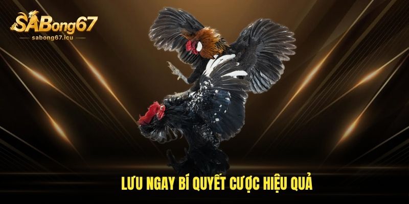 Lưu ngay bí quyết cược hiệu quả Lưu ngay bí quyết cược hiệu quả