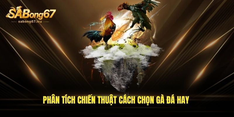 Phân tích chiến thuật cách chọn gà đá hay