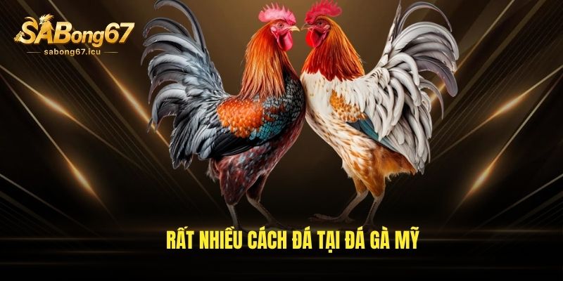 Rất nhiều cách đá tại đá gà Mỹ Rất nhiều cách đá tại đá gà Mỹ