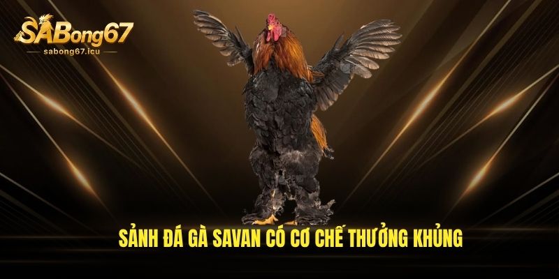 Sảnh đá gà Savan có cơ chế thưởng khủng Sảnh đá gà Savan có cơ chế thưởng khủng