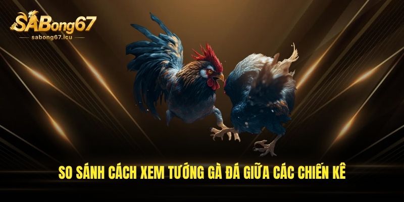 So sánh cách xem tướng gà đá giữa các chiến kê