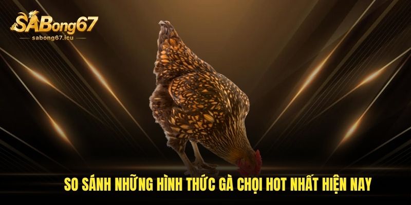 So sánh những hình thức gà chọi hot nhất hiện nay
