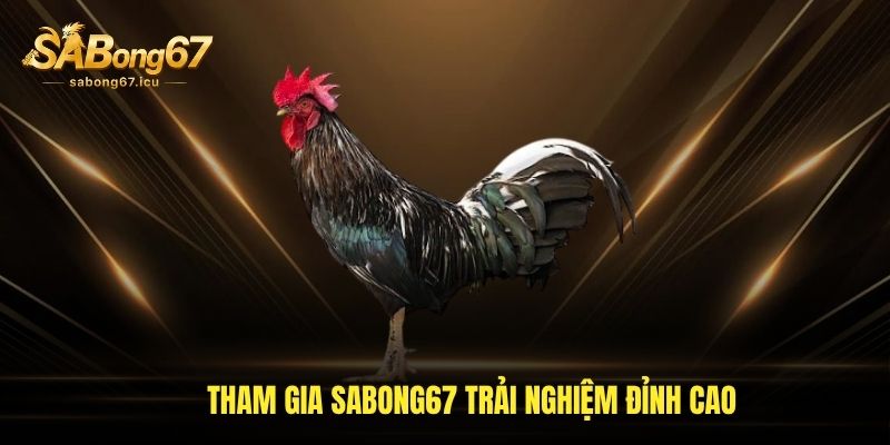 Tham gia sabong67 trải nghiệm đỉnh cao Tham gia sabong67 trải nghiệm đỉnh cao