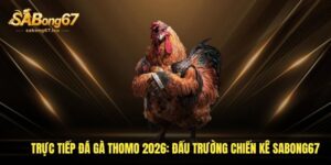 truc tiep da ga thomo 2026 dau truong chien ke sabong67