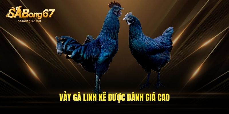 Vảy gà linh kê được đánh giá cao