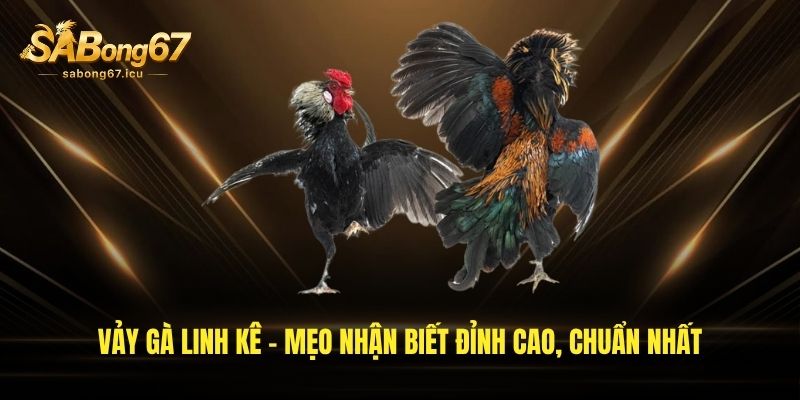 vay ga linh ke meo nhan biet dinh cao chuan nhat 1
