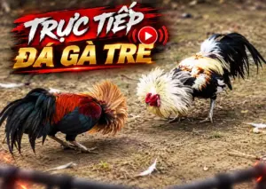 video-da-ga-tre