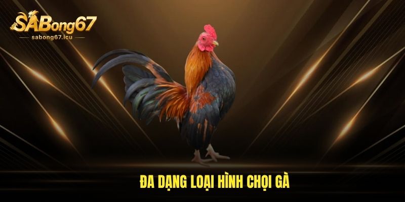 Sabong67 27 Đa dạng loại hình chọi gà