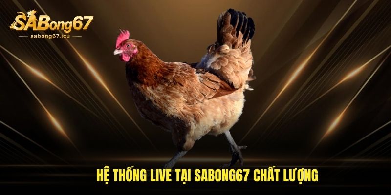 Sabong67 25 Hệ thống live tại sabong67 chất lượng