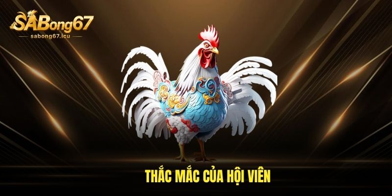 Sabong67 33 Thắc mắc của hội viên