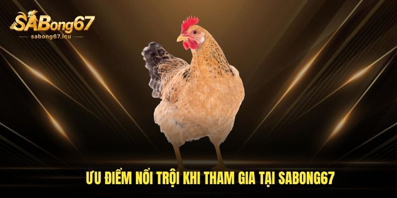 Sabong67 26 Ưu điểm nổi trội khi tham gia tại sabong67