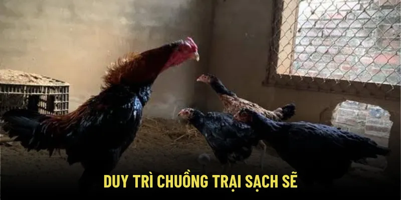 Duy trì chuồng trại sạch sẽ