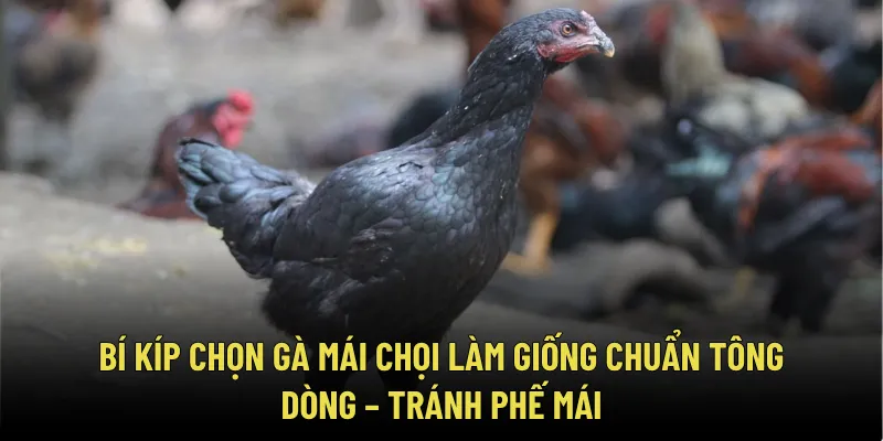 Bí Kíp Chọn Gà Mái Chọi Làm Giống Chuẩn Tông Dòng – Tránh Phế Mái