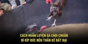 Cách Huấn Luyện Gà Chọi Chuẩn – Bí Kíp Đúc Nên Thần Kê Bất Bại