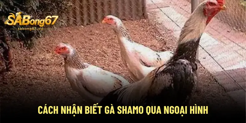 Gà Shamo - Giống Gà Quân Vương Phổ Biến & Được Ưa Chuộng 2 Cách nhận biết gà Shamo qua ngoại hình