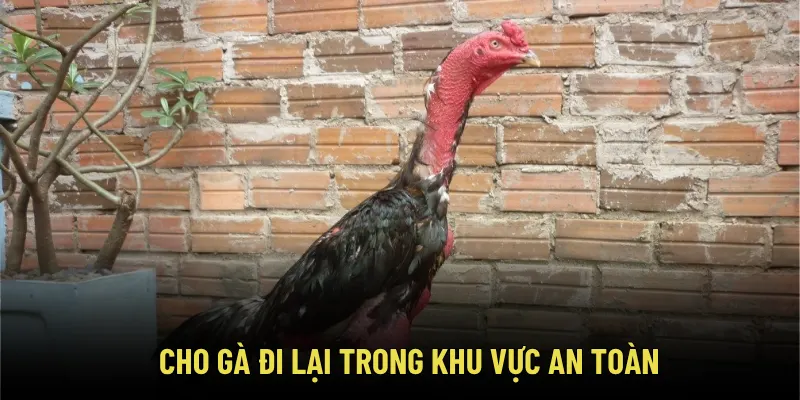 Cách Huấn Luyện Gà Chọi Chuẩn – Bí Kíp Đúc Nên Thần Kê Bất Bại 3 Cho gà đi lại trong khu vực an toàn