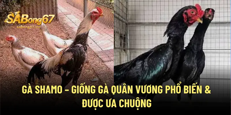 Gà Shamo - Giống Gà Quân Vương Phổ Biến & Được Ưa Chuộng 1 Gà Shamo - Giống Gà Quân Vương Phổ Biến & Được Ưa Chuộng