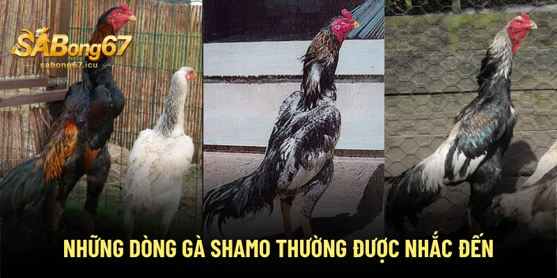 Gà Shamo - Giống Gà Quân Vương Phổ Biến & Được Ưa Chuộng 3 Những dòng gà Shamo thường được nhắc đến