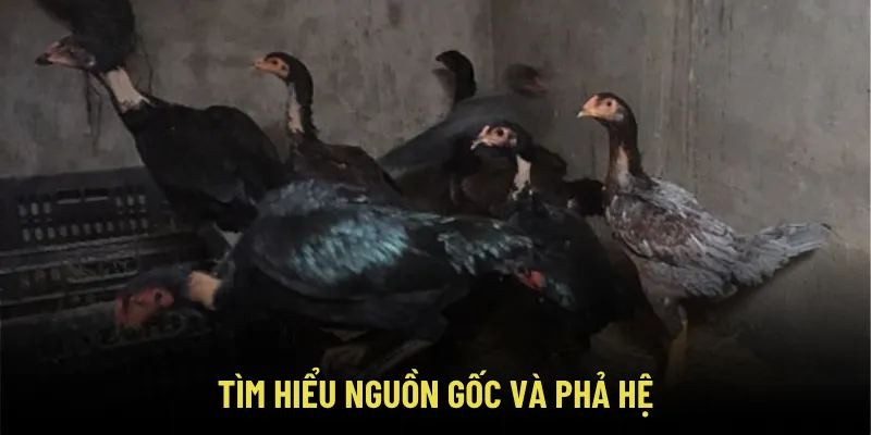 Tìm hiểu nguồn gốc và phả hệ
