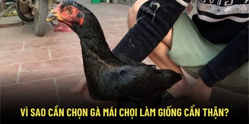 Vì sao cần chọn gà mái chọi làm giống cẩn thận?